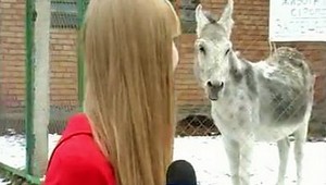 VIDEO: Vtipný somárik! Svoj názor vyjadril zadnou časťou tela