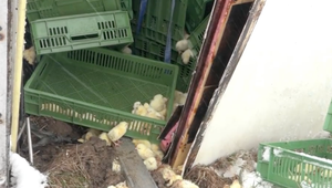 Kamión plný kuriatok skončil v priekope. Približne 130 000 museli utratiť