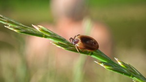 Diagnostikovali vám boreliózu? Neznamená to, že ju aj máte