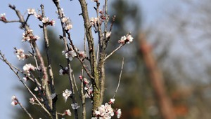 Bude veľmi teplo. Teploty vystúpia nad 20 stupňov