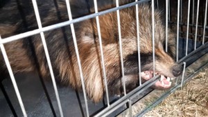 V Medzilaborciach sa po meste prechádzala exotická šelma