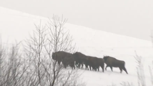 FOTO: Svetová rarita na Slovensku. Zubrov hrivnatých je na Slovensku už len zopár