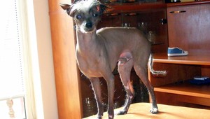 Čínsky naháčik Feďo sa našiel! Majiteľka ďakuje...