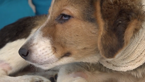 Otrasný prípad týrania: Vyhladované šteniatko malo vrastený špagát do krku