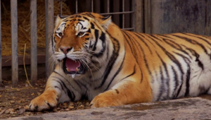 V ZOO zabil tiger ošetrovateľku