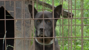 Pes trpí na slnku už 2 roky. Koterec mu neposkytuje tieň, majiteľ nápravu iba sľubuje