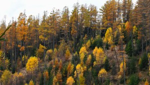 Štát si privlastnil lesy, urbárnici čakali 20 rokov na spravodlivosť