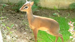 V bojnickej ZOO majú najmenšie antilopy na svete