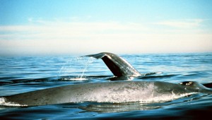 Na toto nezabudne do konca života. Fotograf sa ocitol v tlame vráskavca