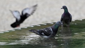 Autom prešiel holuba, polícia ho obvinila. Vták údajne zažil traumatický šok