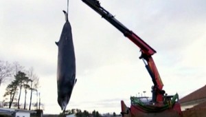 Slovenskí vedci môžu zmeniť svet. S ich vynálezom by mohla veľryba ešte žiť