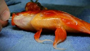 Osemdesiat gramov na operačnom stole. Zlatej rybke odstránili nádor