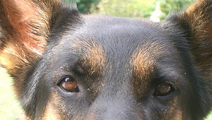 KURIOZITA: Išiel do väzenia, aby zachránil psa