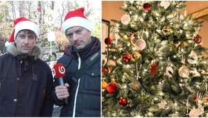 Vyberte si správně: Který jehličnatý stromek vydrží během Vánoc nejdéle?