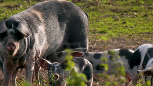 Nové opatrenia na hraniciach: Česko zakazuje prevoz zvierat z Maďarska kvôli nákaze