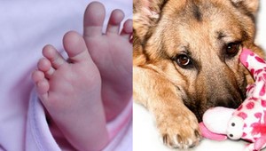 Odborníci zisťovali, koho by ľudia zachránili: Človeka alebo psa?