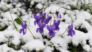 Budeme si spievať veľkonočné ľudovky či vianočné koledy?