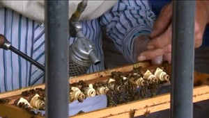 Iniciatíva proti syntetickým pesticídom. Ide o záchranu včiel