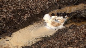 Divá zver v zamorenej oblasti v Strážskom je toxická. Keďže ich ľudia nesmú konzumovať, stále sa množia