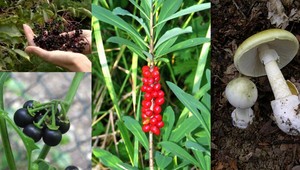 Pozor na zámenu plodov. Z týchto rastlín vám hrozí otrava až smrť