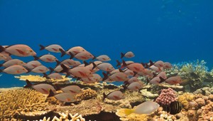 Robot skúma antarktický podmorský ekosystém