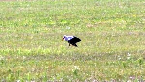 Poranený bocian nezvládne let do teplých krajín. Zimovať bude osamotený na Slovensku