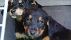 Ľudský hyenizmus! V lese na smrť dobili šteniatka