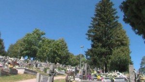 Mesto Humenné chce vyrúbať stromy, bratislavské združenie mu v tom bráni