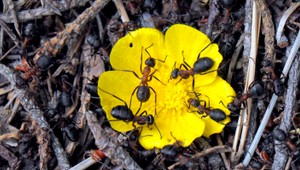 Odškodnenie za dovolenku s mravcami? 53 eur