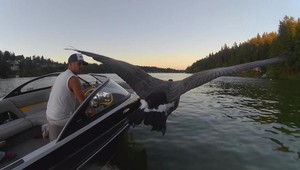 Muž zachránil húsatko pred utopením, to sa od neho odvtedy nepohlo