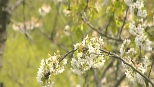 Sezóna alergií sa začína. Peľová nádcha, bronchiálna astma a iné dary jari