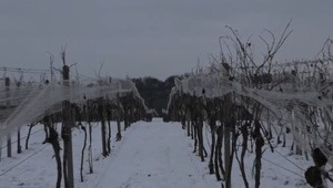 Mrazivé počasie prinesie ľadové víno. V Šenkviciach zbierali hrozno pri mínus 9 stupňov Celzia