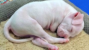 VIDEO: Šteniatko bez predných labiek statočne bojuje