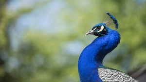 Opitý muž kúpil prasa, páva a obrovského mloka. Omylom