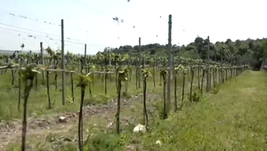 Bude zver, nebude víno: Zúfalí vinohradníci volajú po zmene