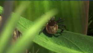 Vlani sme zaznamenali najviac prípadov kliešťovej encefalitídy na Slovensku za posledných 60 rokov. Ako sa ochrániť?