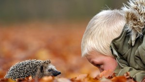 Pichľavý ježko ako domáci miláčik! Aj to sa dá...