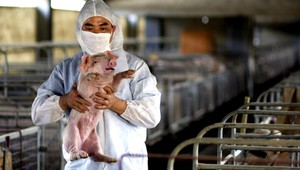 Prasacia chrípka zabíja v Poľsku. Slovenskí hygienici v pohotovosti