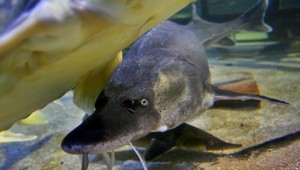 Odborníci vypúšťali jeseterov do Dunaja. Ide o kriticky ohrozený druh