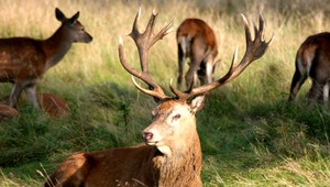 Jeleň zabil človeka, útočil v ovocnom sade pri Prievidzi