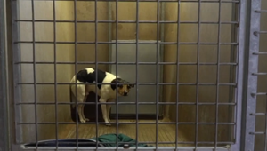 Európski legislatívci schvália povinné čipovanie pre mačky i psy. Zamedziť má nelegálnemu obchodu