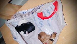 Štyri šteniatka našli vyhodené v igelitke pri kontajneroch v Senci. Polícia pátra po páchateľovi