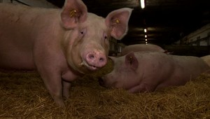 Viacero slovenských farmárov a družstiev bojuje o prežitie