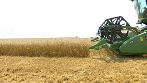 Obilia bude tento rok menej v celej Európe, nielen na Slovensku