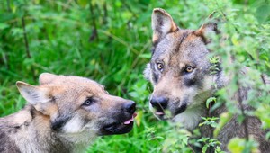 EÚ odhlasovala zmenu ochrany vlka. Čo to znamená pre Slovensko?