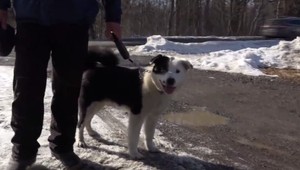 Medvedí pes Max sa stratil pred nástupom do služby