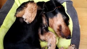 Muž mal beštiálnym spôsobom dobiť susedkinho psa. Mŕtve zviera našli pri plote deti