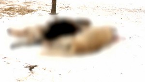 Ďalší prípad uhryznutia psom, majiteľ použil zbraň