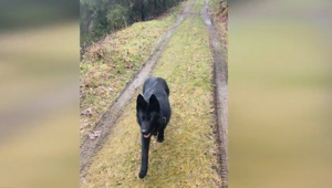 8-mesačného psíka zrazilo auto. Majiteľ viní lesníkov