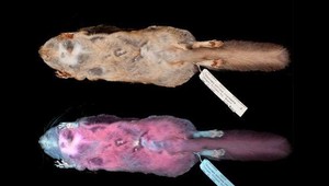 Príroda sa zbláznila? Vedci objavili lietajúcu ružovú veveričku, ktorá v tme svieti